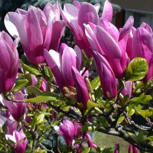 ������ ������ �������� ������ ����� ���� (Szkolka roslin A.M (������)), 1 ������� � ������ 15-20 �� ����