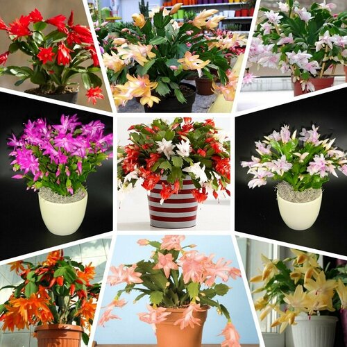 ������ ������ �����������, ���������, ���� ������, ������ ����