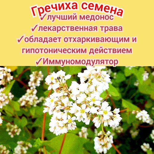 ������ ������ ������� ���������� 1��, ������ �������� � ������, ��� ����/ �������, ������� ������� premium ����