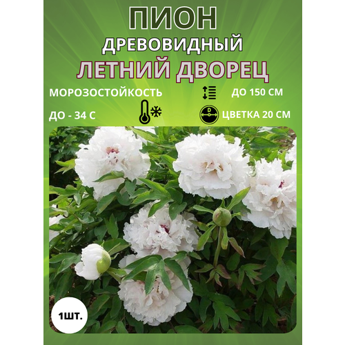 ������ ������ ���� ������ ������ 1 ��. ����