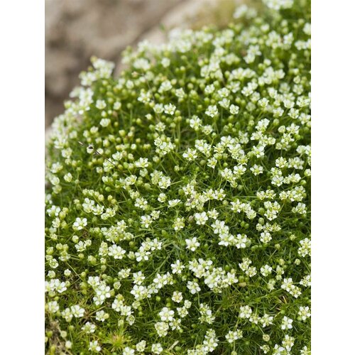 ������ ������ ������ ������ ���������� (Sagina subulata), 40 ���� ����