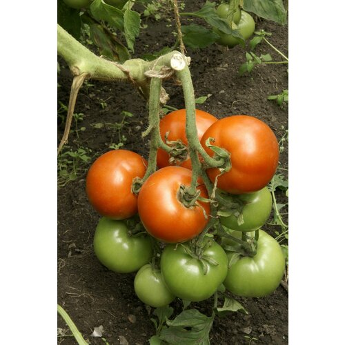 ������ ������ ������ ������ 