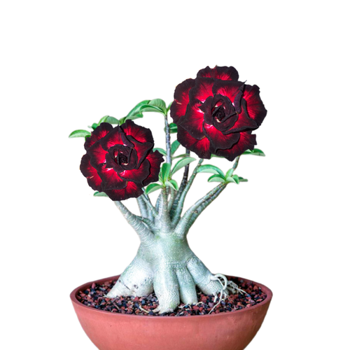 ������ ������ ������������ ������ ������� ׸���� ����� 3 ��. ����