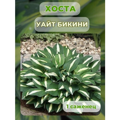 ������ ������ ����� �������, ����� ��������� 1 ����� ����