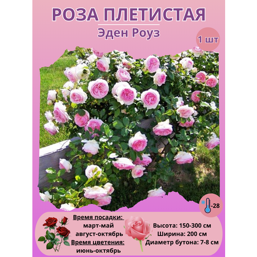 ������ ������ ���� ��������� ���� ����, ����������� ����� ����