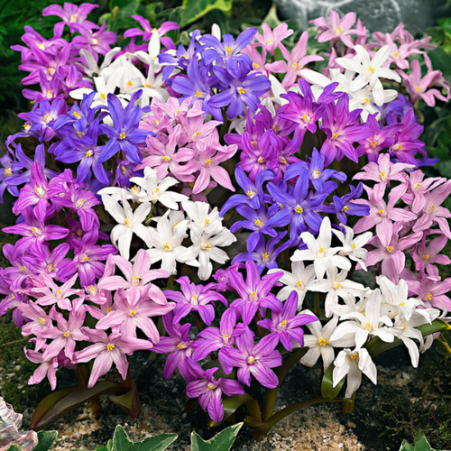 ������ ������ ���������� mixed ( 10 �������) ����