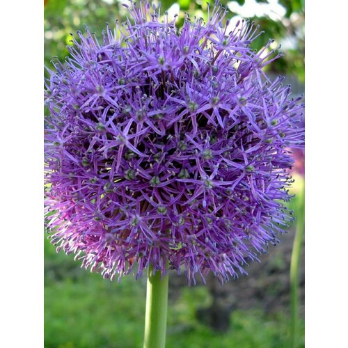 ������ ������ ������ ���������� ������ ���������, 5 ���� ����