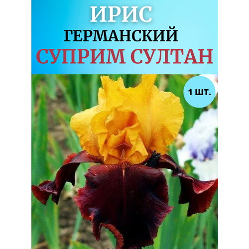 ������ ������ ���� �������� ������ ������, ����������� ����� ����