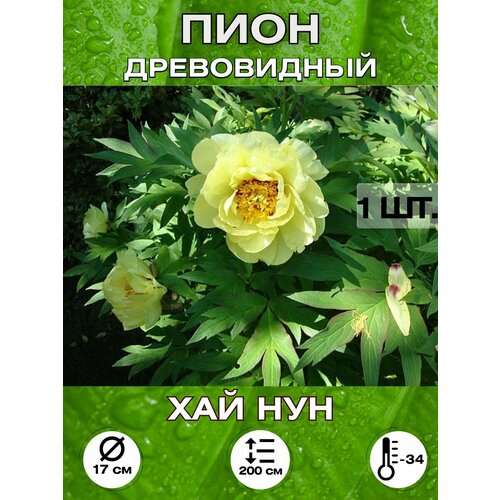 ������ ������ ���� ��� ���, ��������� ����