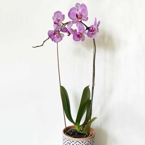 ������ ������ ����� ��� ��������� ��������, ����� ��� �������, ������ 55 �� ����