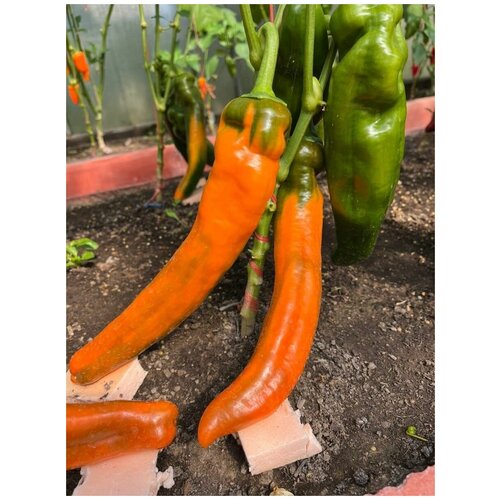 ������ ������ ������ ������� ����� ������� ��������� (Palermo orange), 5 ���� ����