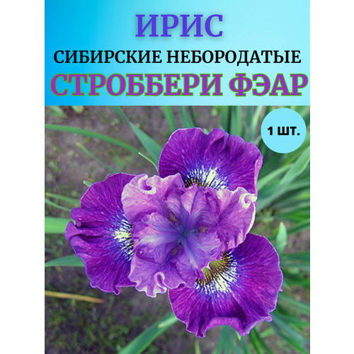 ������ ������ ���� �������� ��������� ����, ����������� ����� ����