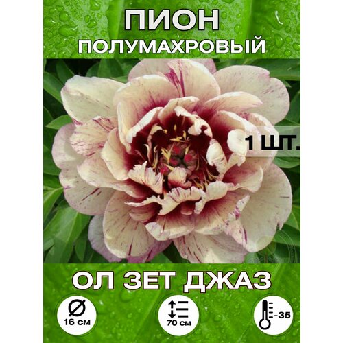 ������ ������ ���� �� ��� ����, ��������� ����