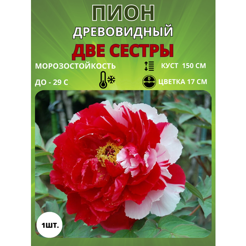 ������ ������ ���� ��� ������ 1 ��. ����