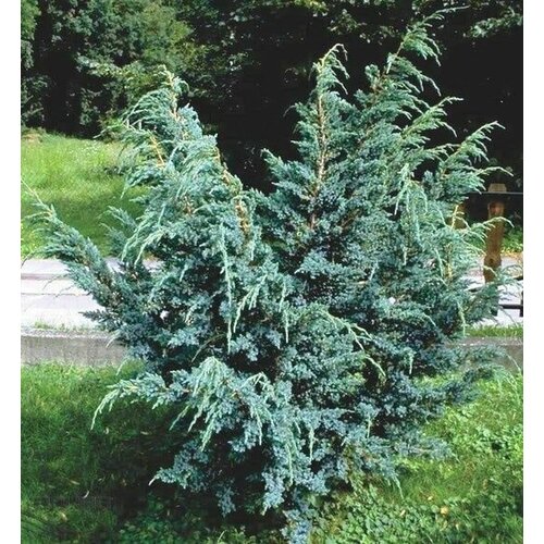 ������ ������ ������������ ��������� ��� ����� ����