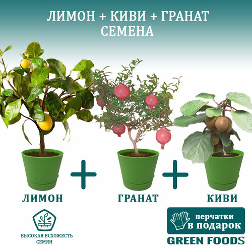 ������ ������ �������� ����� ������ + ������ ������ +���� ������ ����