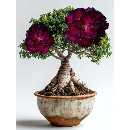 ������ ������ ������ �� ��������� 