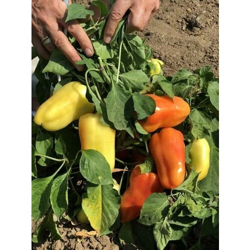 ������ ������ ������������� ������ ����� �������� ����� ����� F1 ����