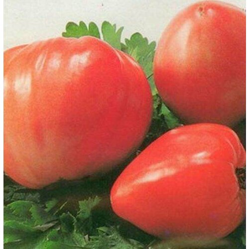 ������ ������ ������ ����� ��������, �������. ��800�. (�����) ����