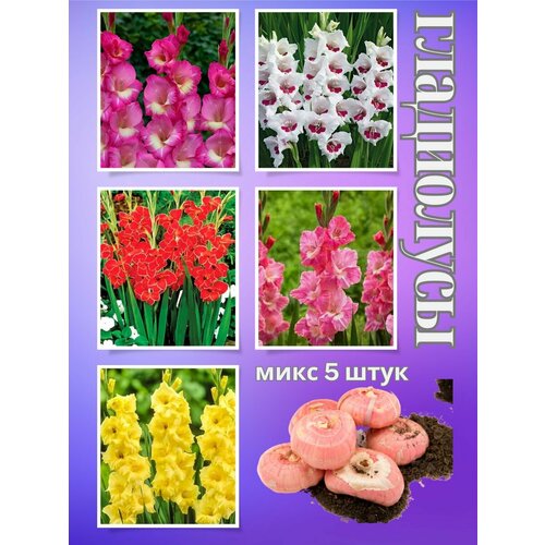 ������ ������ ��������� ��������, ���� 5���� ����