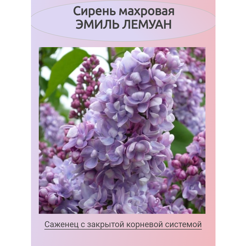 ������ ������ ������ �������� ����� ������ (�������) ����