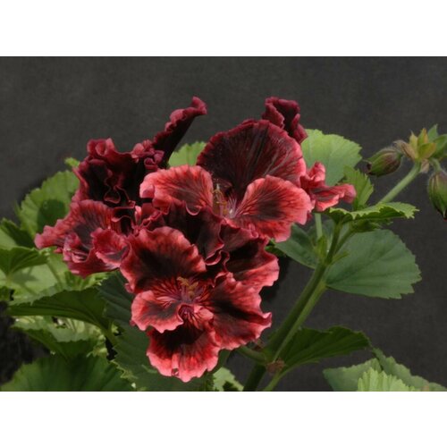 ������ ������ ������ ���������� ����������� �������� 4 �� (1 �������� (O)) ����