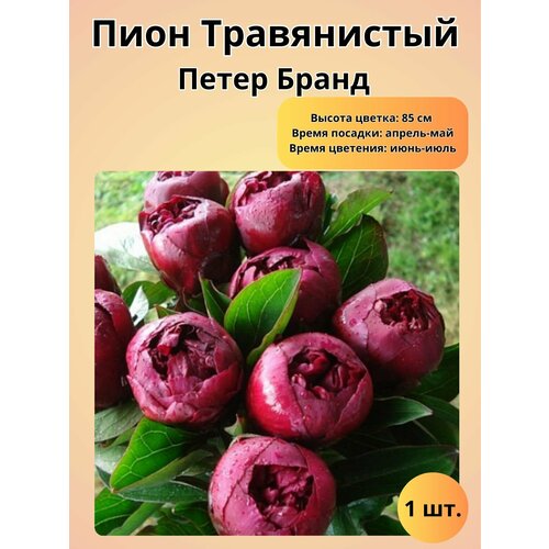 ������ ������ ���� �����������, ������� 1 �� ����