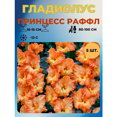 ������ ������ ��������� �������� 5 ��. ����