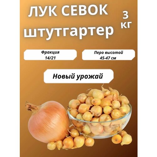 ������ ������ ��� ����� ���������� ����� 3 �� ����