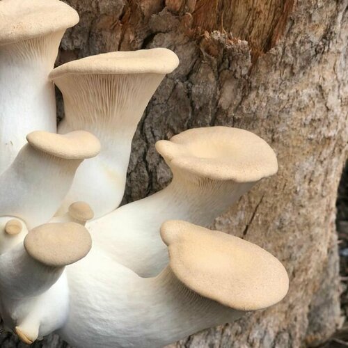 ������ ������ ������� ����������� ����