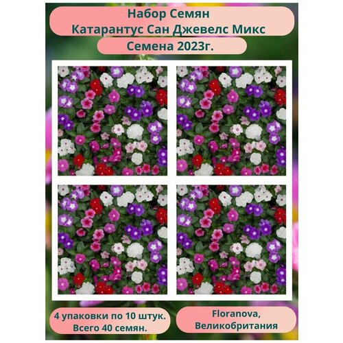 ������ ������ ���������� ��� ������� ���� 4 �������� �� 10 ����, Floranova, �������������� ����