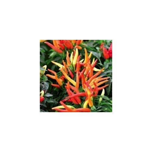 ������ ������ ������ ������ ����� ������ �������, 5 ����� + ������� ����