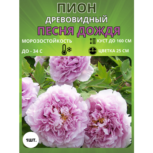 ������ ������ ���� ����� ����� 1 ��. ����