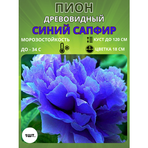 ������ ������ ���� ����� ������ 1 ��. ����