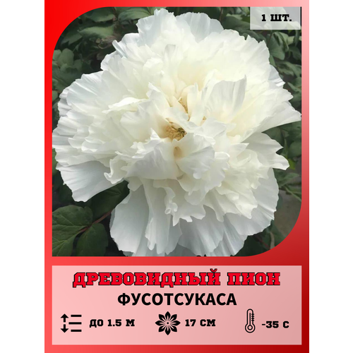 ������ ������ ���� ����������� ����������, ������� 1 ����� ����