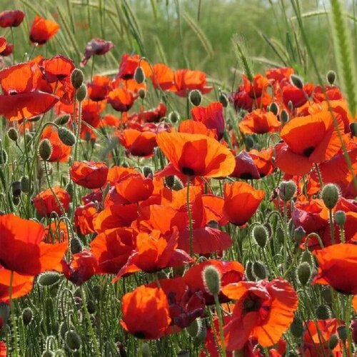 ������ ������ ������ ������ ��� ��������� ������������ 50 ��. ����