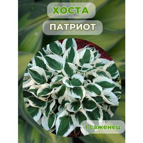 ������ ������ ����� �������, ����� ��������� 1 ����� ����