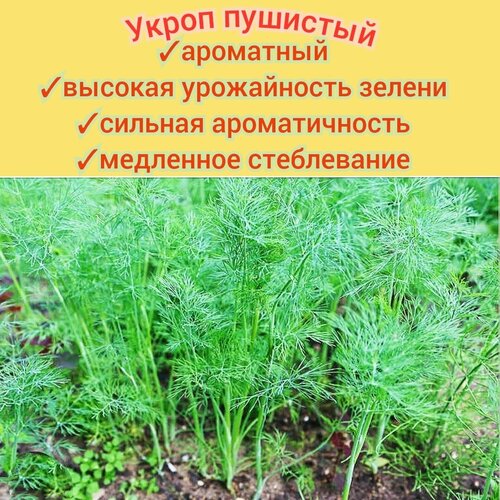 ������ ������ ����� �������� �������� 5�� ������ ���������/ �������������, ��������, ���������� ����