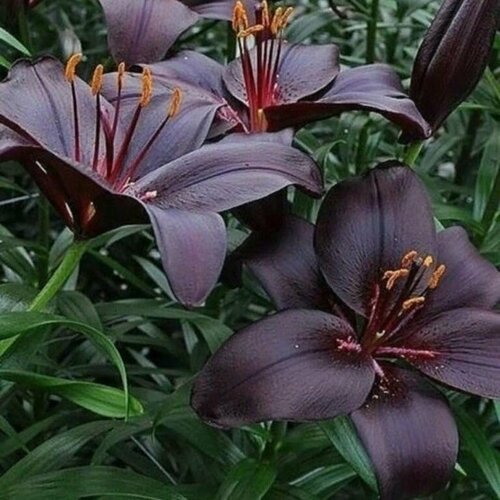 ������ ������ �������� ����� ������ 2 �� ����