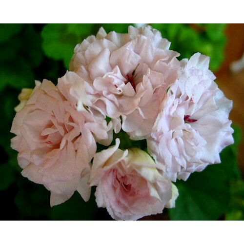 ������ ������ ������ ���������� ��������� �������� 4 �� (1 �������� (O)) ����