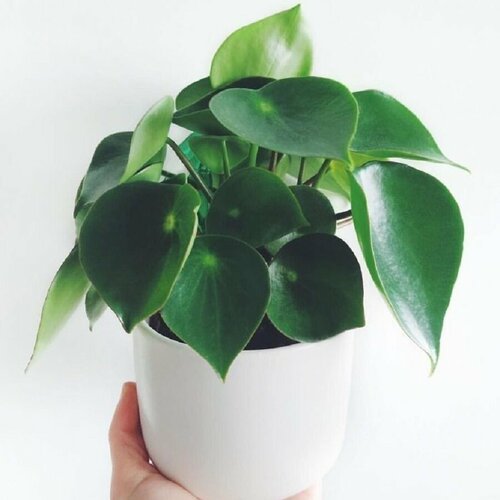 ������ ������ ��������� ����������, Peperomia Polybotrya, ������ ����