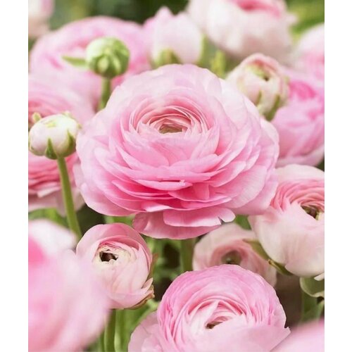 ������ ������ ������� ����������� (�����) ������� 3��. ����