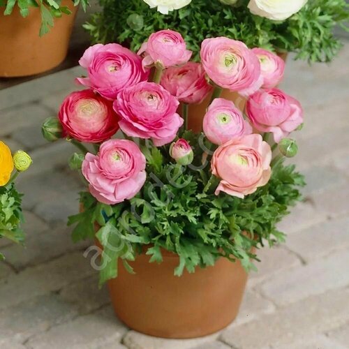 ������ ������ ���������� (�����) ������� 3��. ����