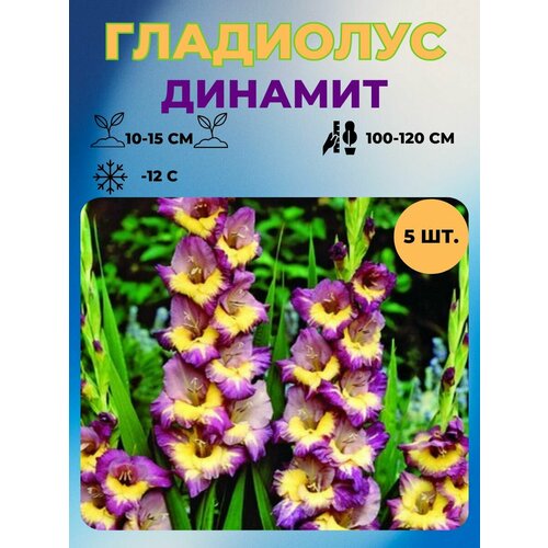 ������ ������ ��������� �������� 5 ��. ����