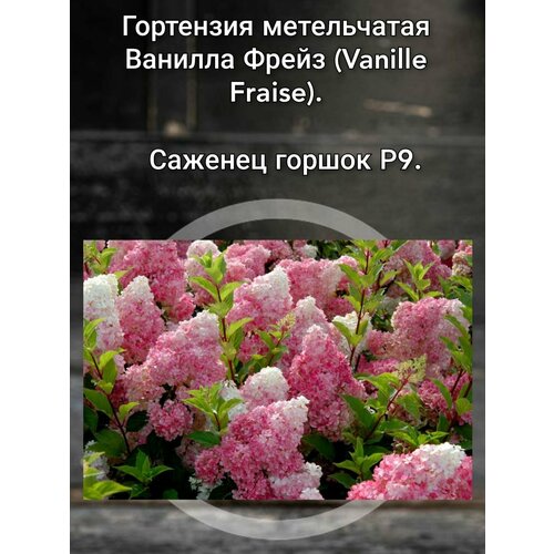 ������ ������ ��������� ����������� ������� ����� (Vanille Fraise) ����