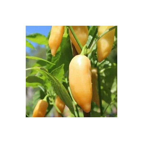 ������ ������ ������ ������ ����� Sugar Rush Peach, 5 ����� + ������� ����