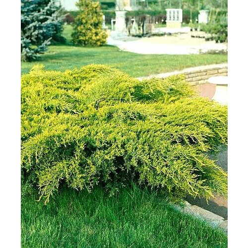 ������ ������ ������������ ������� ��� ���� ����