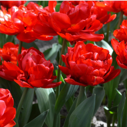 ������ ������ ������� ABBA (10 �������) ����