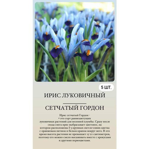 ������ ������ ���� ���������� �������� ����������� �������� ����