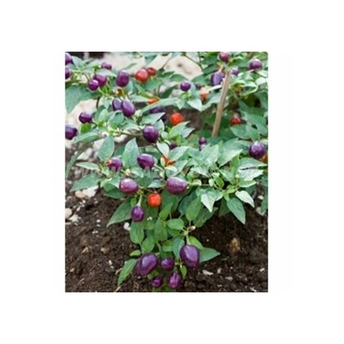 ������ ������ ������ ������ ����� ����������, 5 ����� + ������� ����